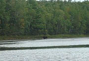 The Moose is Loose! - mama and calf