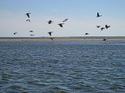 Cormorants in flight