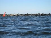 Seals - a whole herd of them