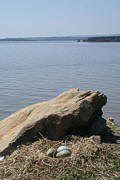 Seagull nest