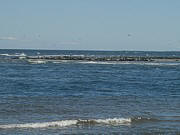 Grey Seals in the foreground, Cormorants in the background