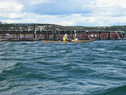 Don watching the Atlantic Salmon jumping in a salmon cage.