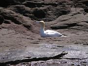 Northern Gannet