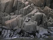 Black Guillemots