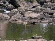 Greater Yellowlegs