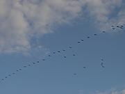 Cormorants