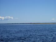 Cormorants & Gulls