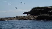 Blue Herons in Flight