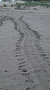 Seal tracks